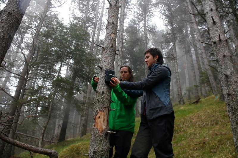 Comencen els treballs d'estudi i preservació de boscos de pi negre al Ripollès en el marc d'un projecte europeu